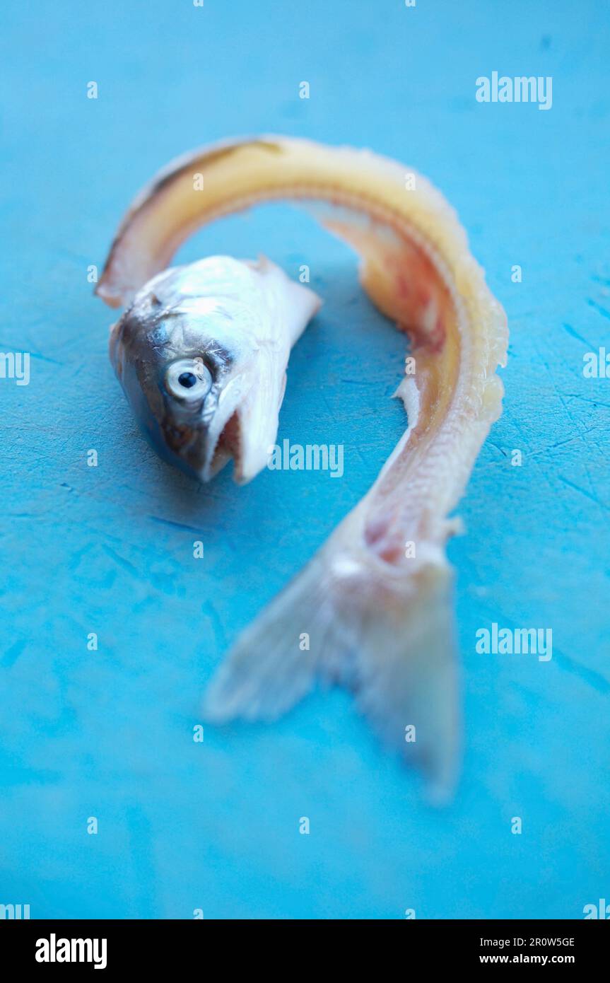 Head and fish bone Stock Photo Alamy