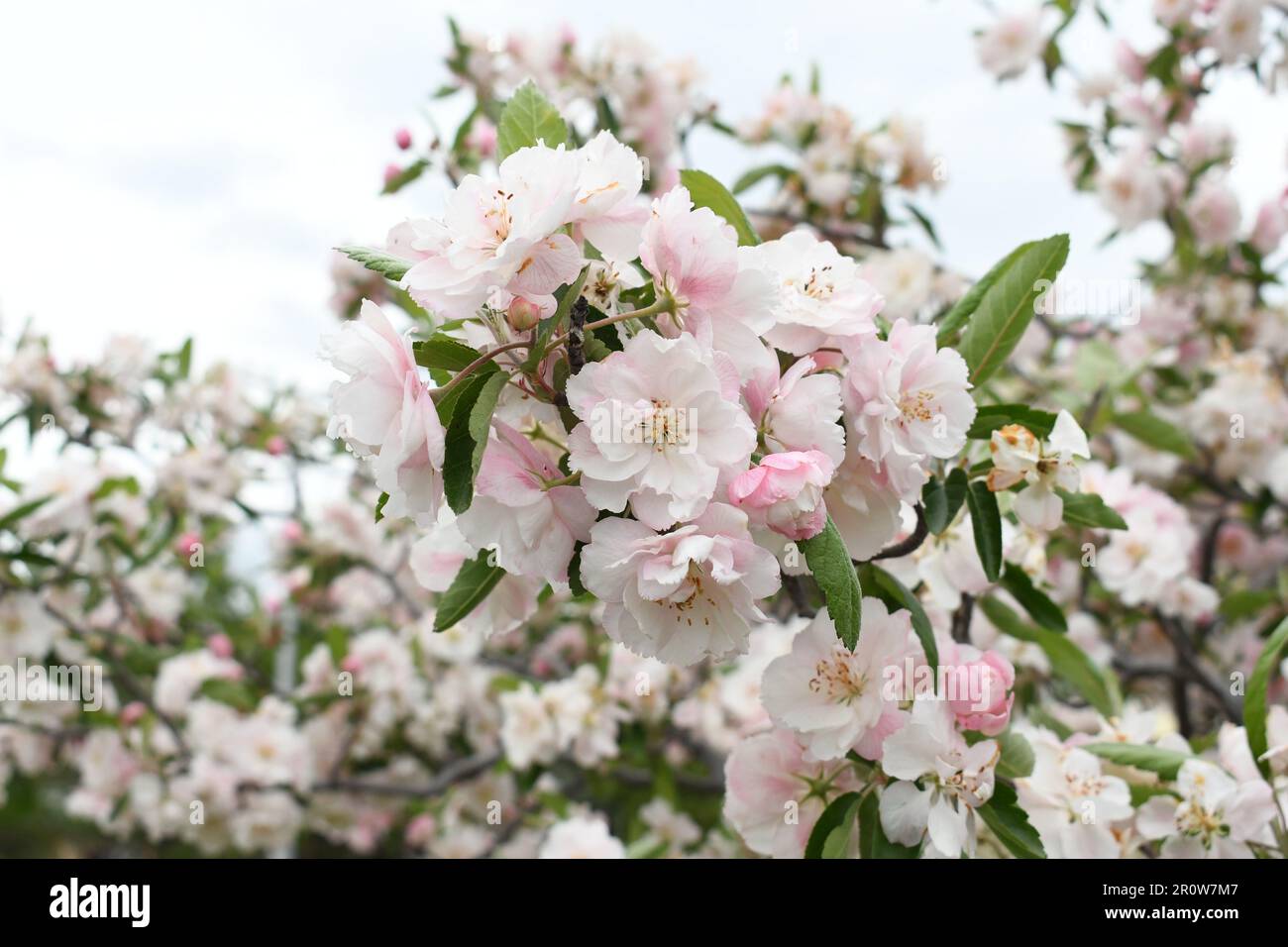 Bechtel Crab apple blossom: pretty, HD wallpaper. Dazzling white flower blossoms with pink unopened bud adorn a crab apple tree branch in spring Stock Photo