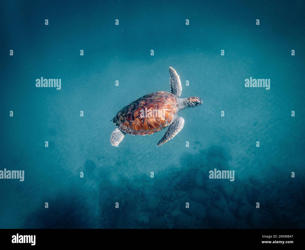 A sea turtle swimming in crystal clear water Stock Photo - Alamy