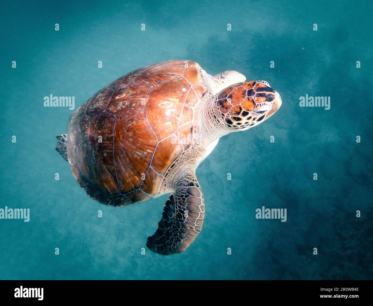 A sea turtle swimming in crystal clear water Stock Photo - Alamy