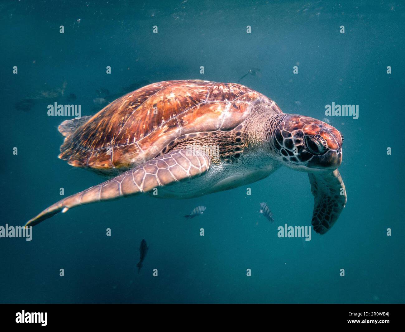 A sea turtle swimming in crystal clear water Stock Photo - Alamy