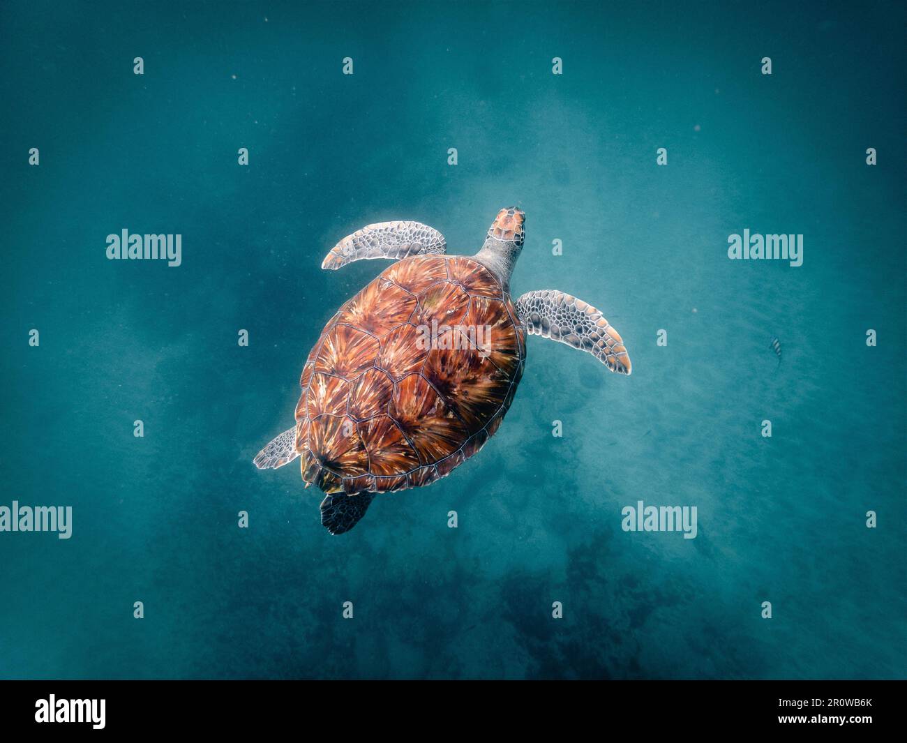 A sea turtle swimming in crystal clear water Stock Photo - Alamy