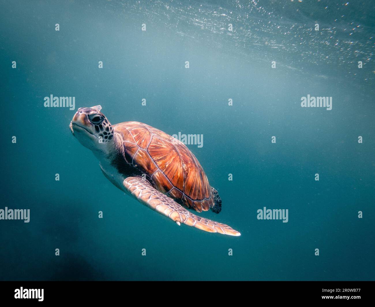 A sea turtle swimming in crystal clear water Stock Photo - Alamy