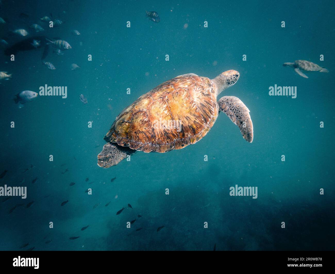 A sea turtle swimming in crystal clear water Stock Photo - Alamy