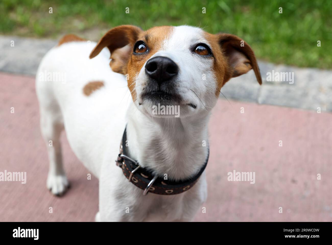 Beautiful jack russell 2025