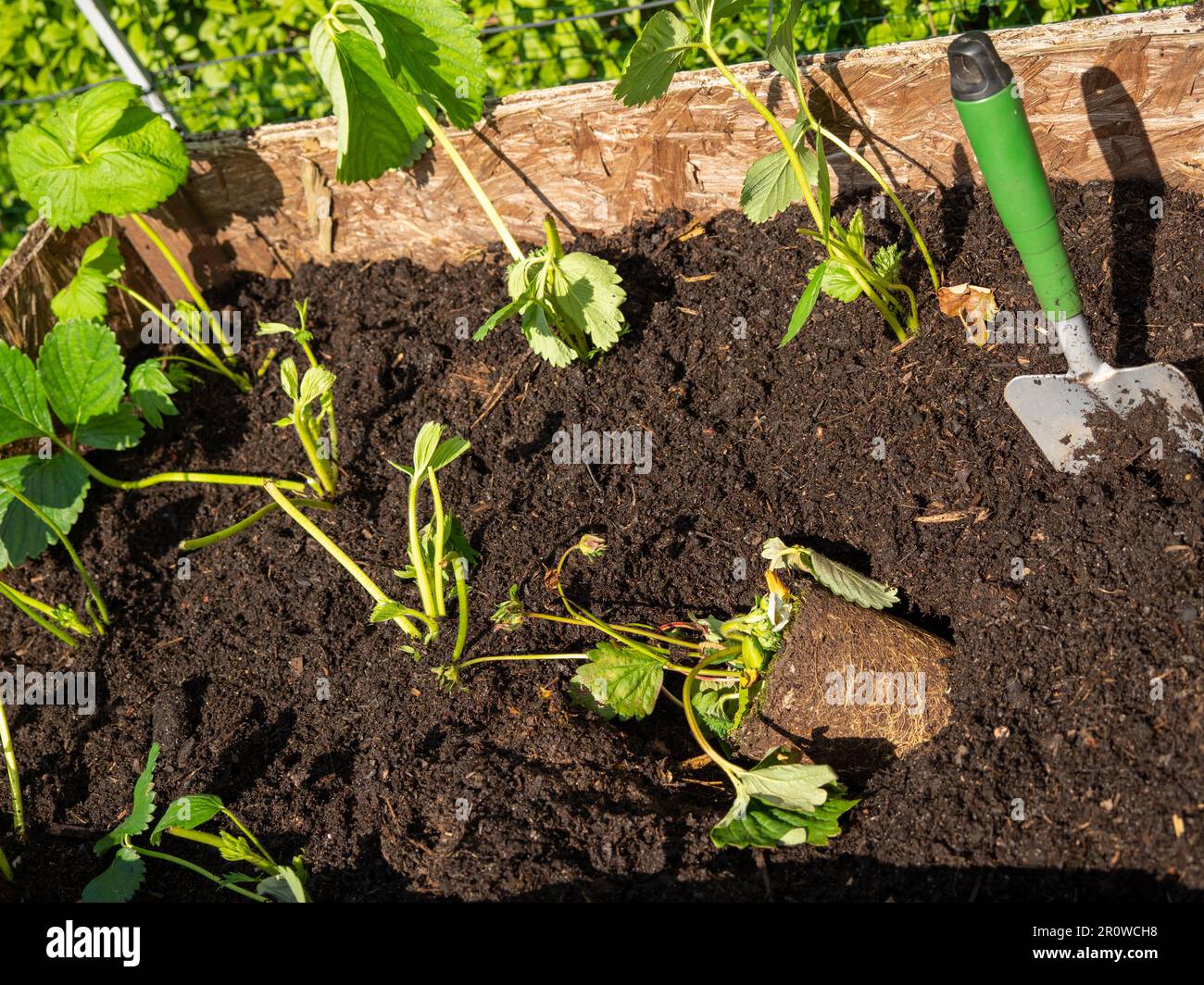 Seedling of strawberries. Planting strawberries with a garden shovel in ...