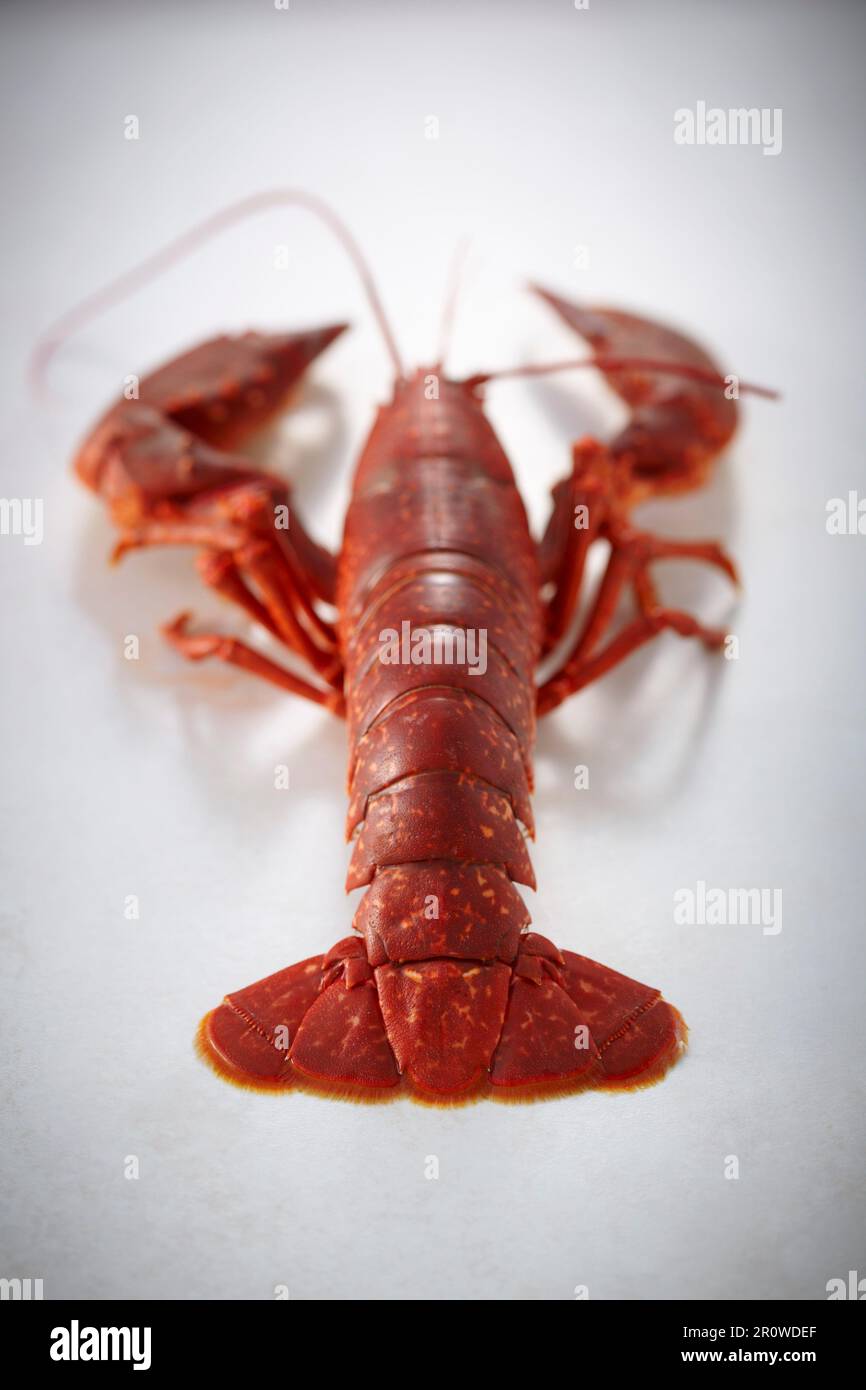Whole cooked lobster Stock Photo Alamy