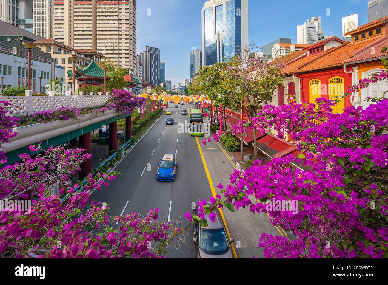 Downtown city skyline, cityscape of Chinatown Singapore with pink flower Stock Photo Alamy