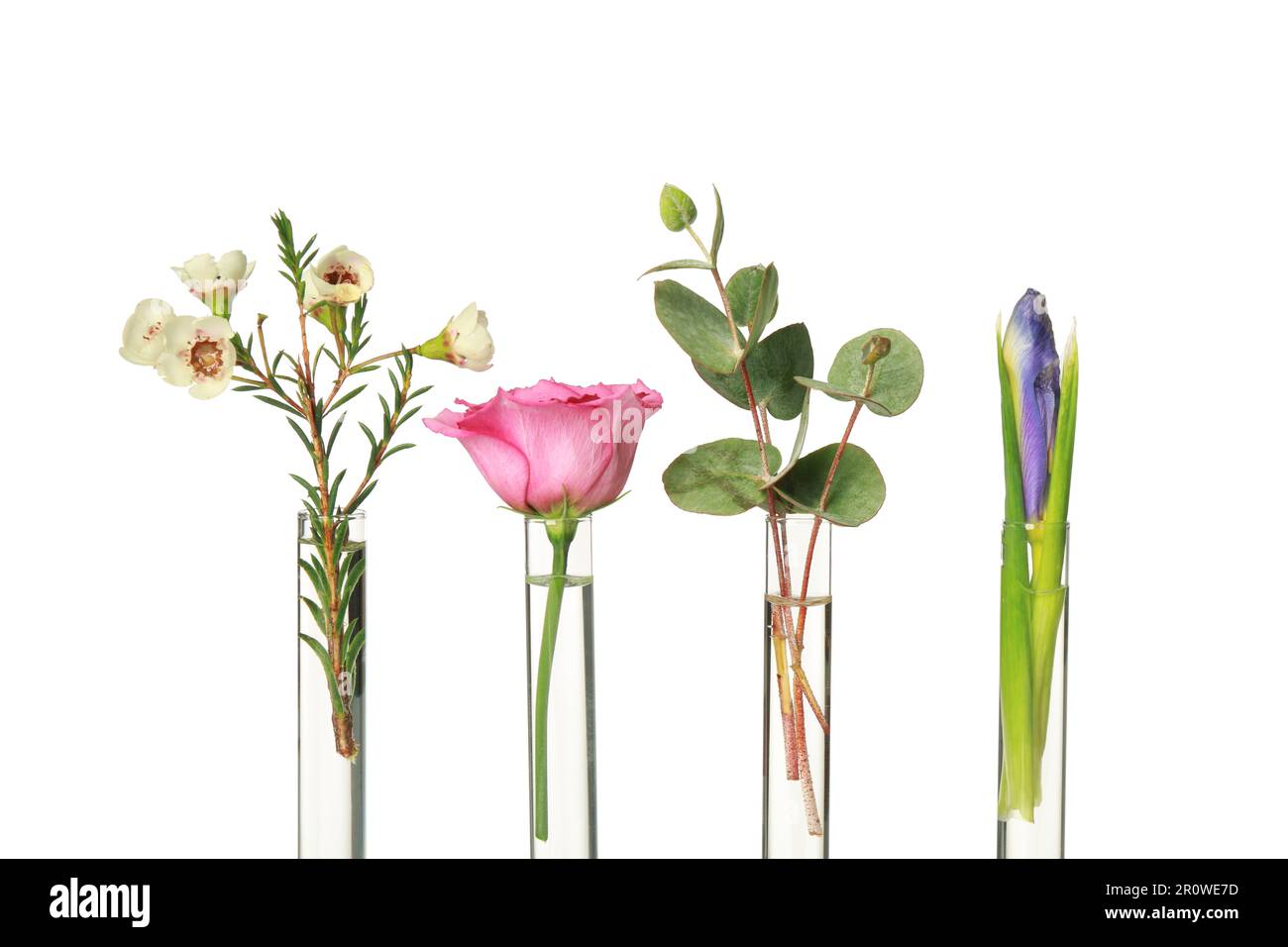 Different plants in test tubes on white background Stock Photo