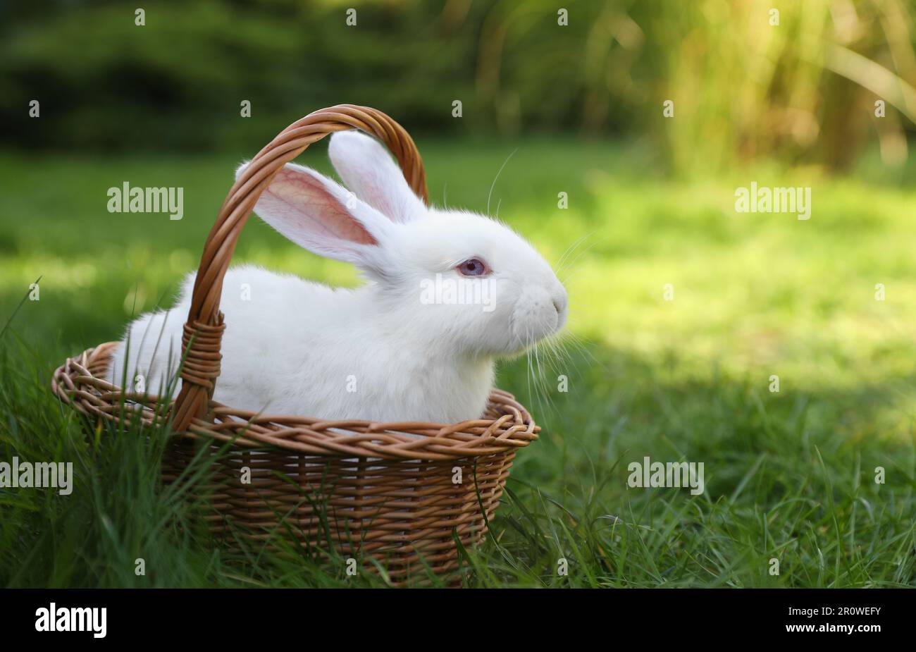 Cute white rabbit in wicker basket on grass outdoors. Space for text ...