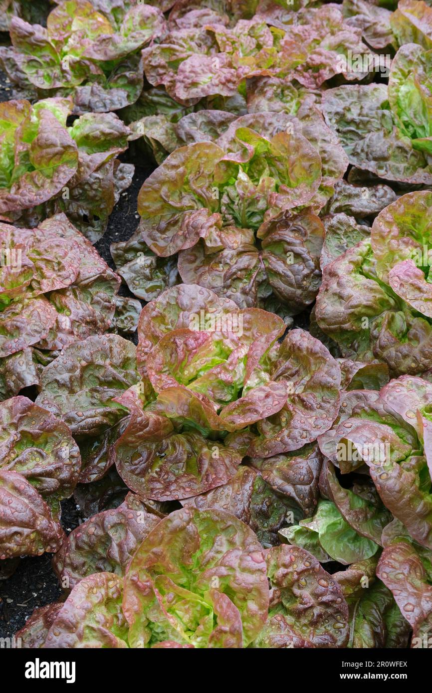 Lactuca sativa Marvel of Four Seasons, lettuce Marvel of Four Seasons,  red and green butterhead lettuce Stock Photo