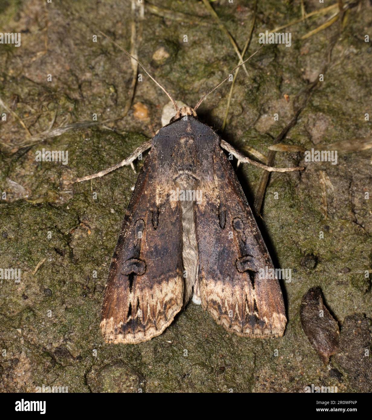 Black Cutworm Moth (Agrotis ipsilon) roosting on the ground, dorsal view. Destructive pest species to the agriculture industry worldwide. Stock Photo