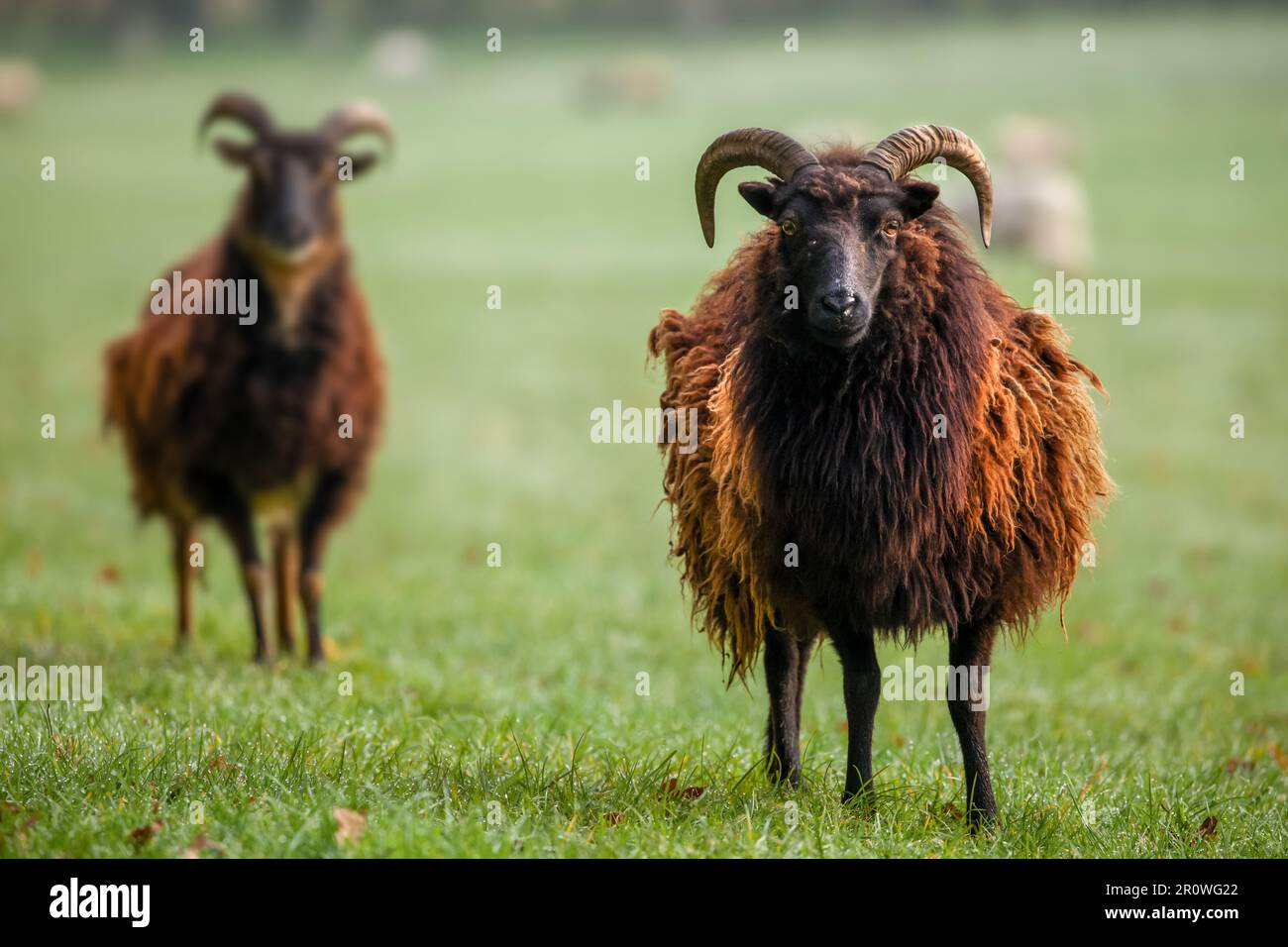 Two cute Hebridean sheep with horns in a field and shaggy wool coat. Looking at the camera Stock Photo