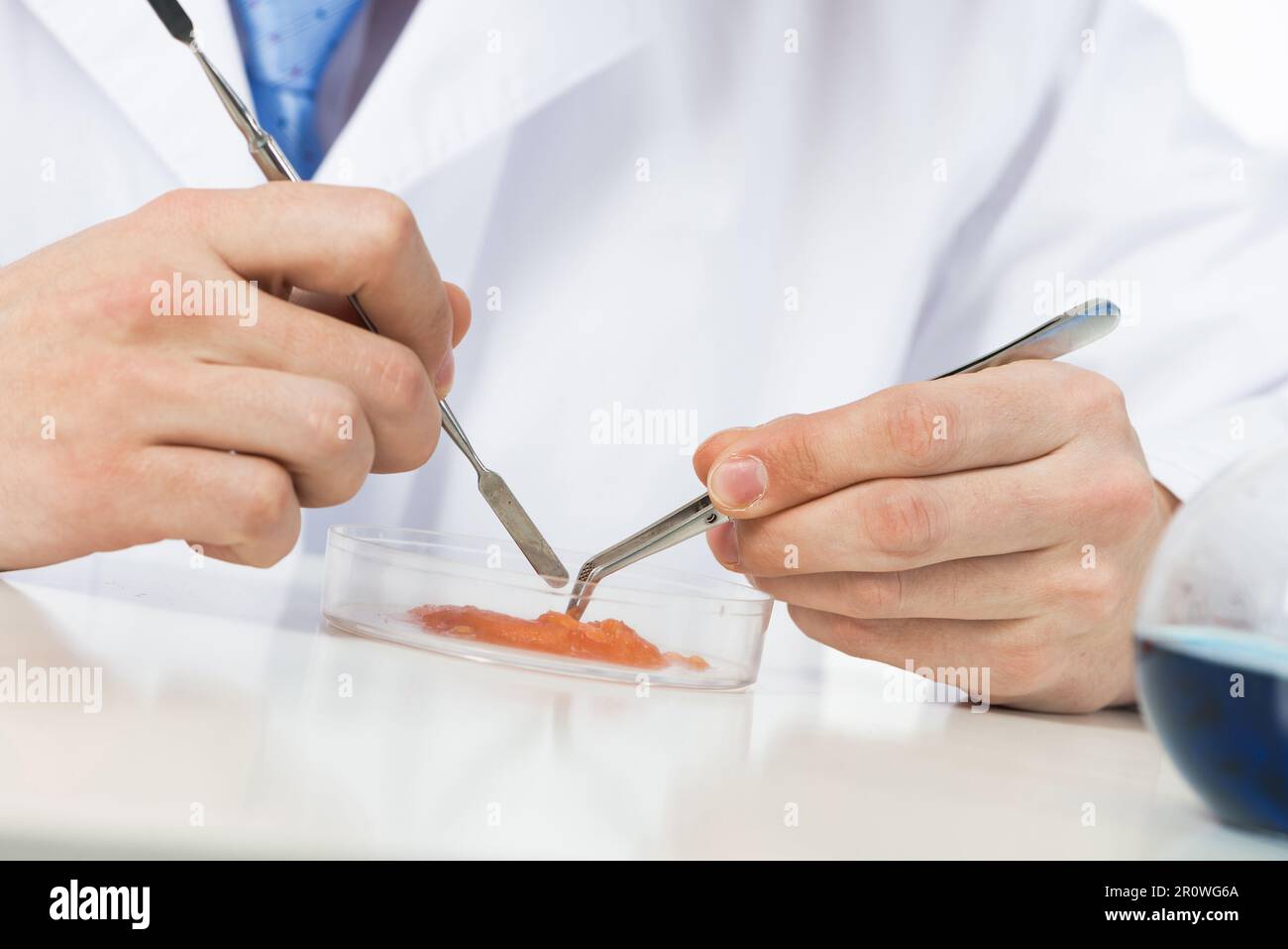 Researching food sample with tweezers Stock Photo