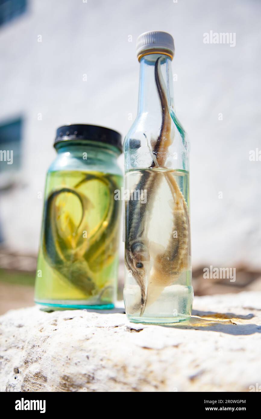 Baby sturgeon pickled in bottles. Samples from fish farm. Closeup photo Stock Photo