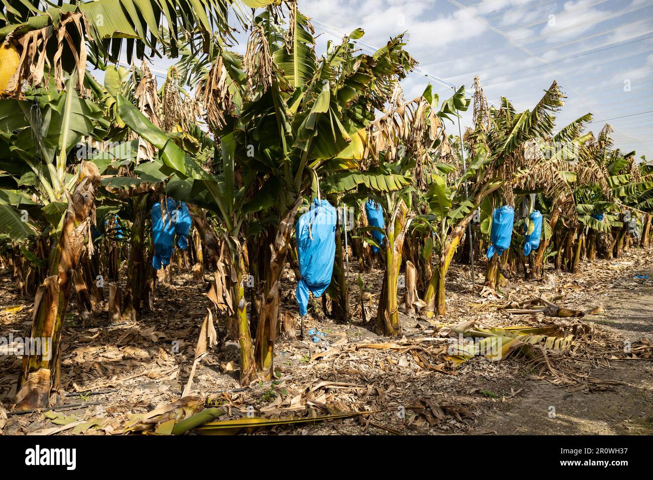 Banana bunches, covered with blue nylon bags for protection, in a