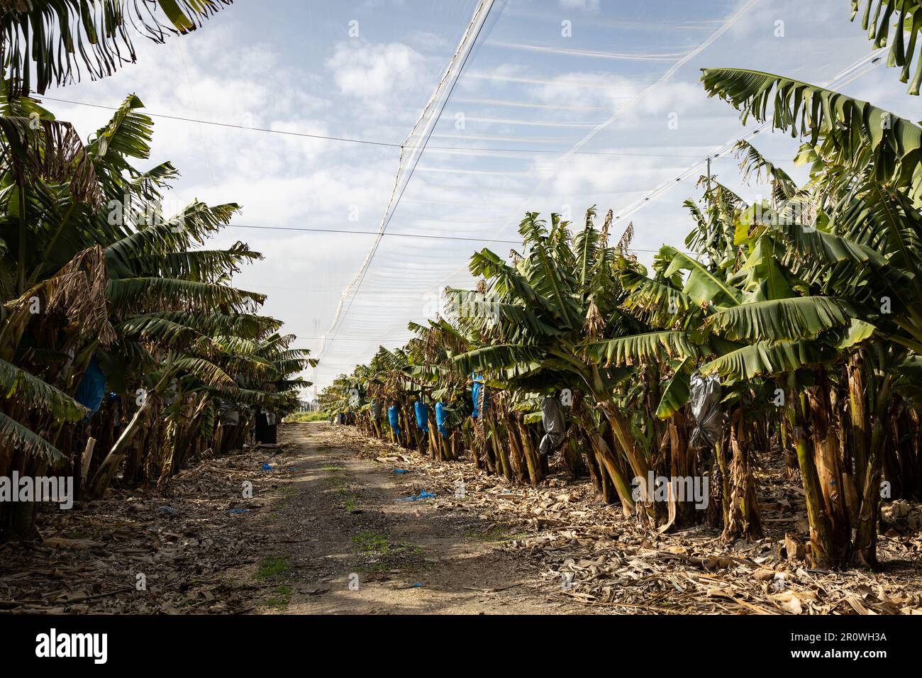 Banana bunches, covered with blue nylon bags for protection, in a