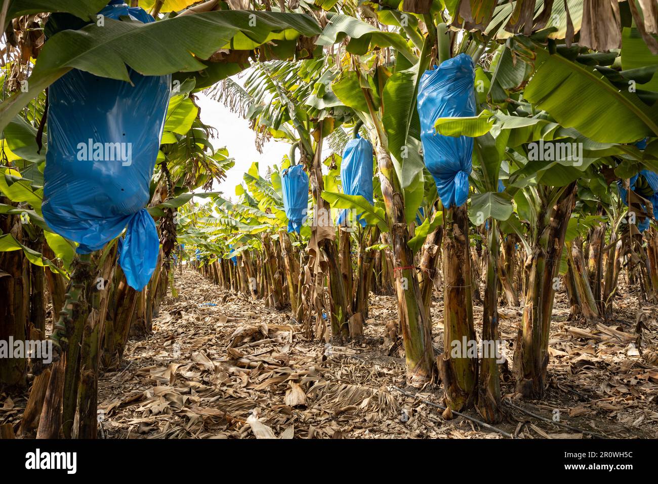 Banana bunches, covered with blue nylon bags for protection, in a