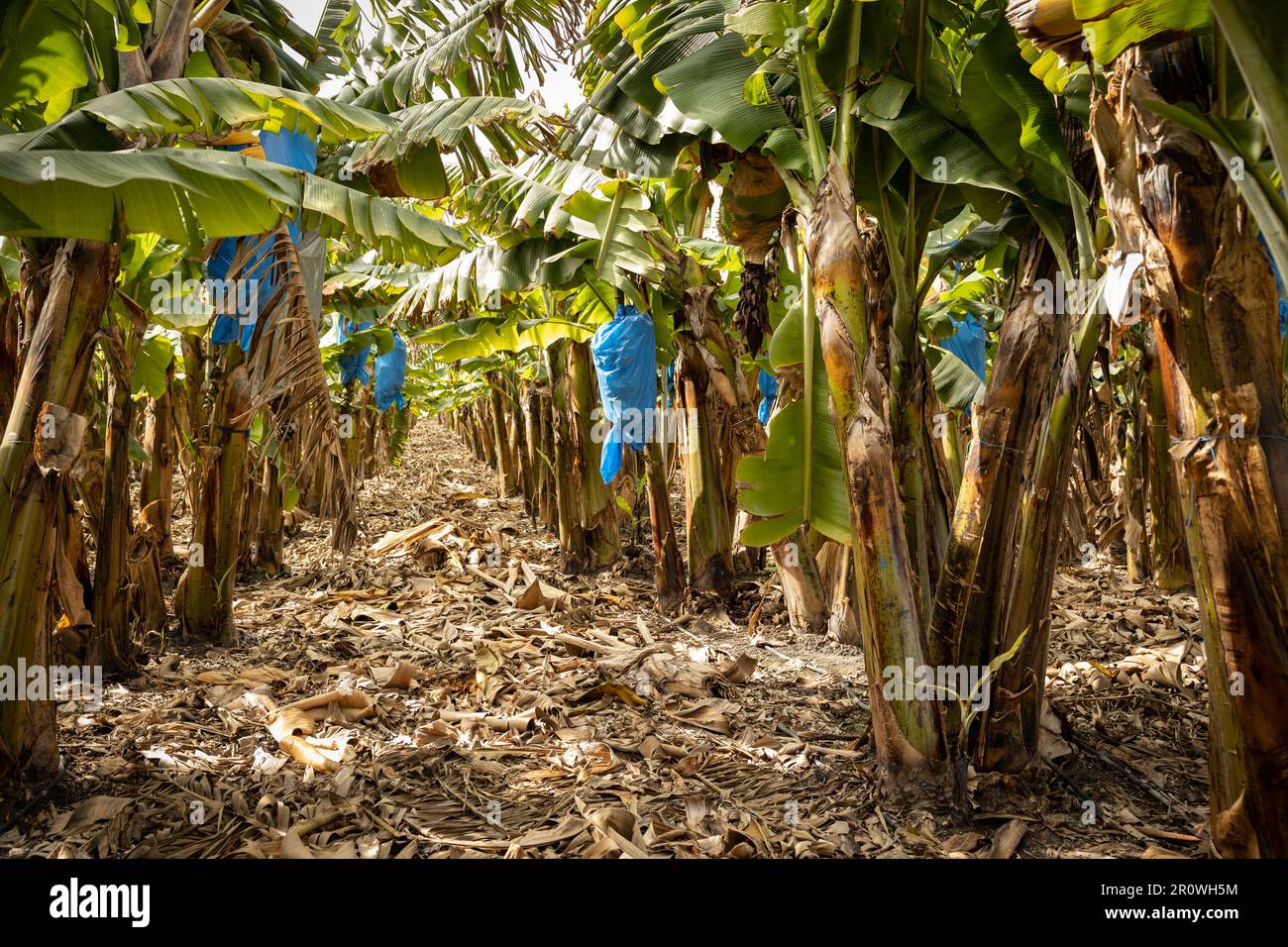 Banana bunches, covered with blue nylon bags for protection, in a