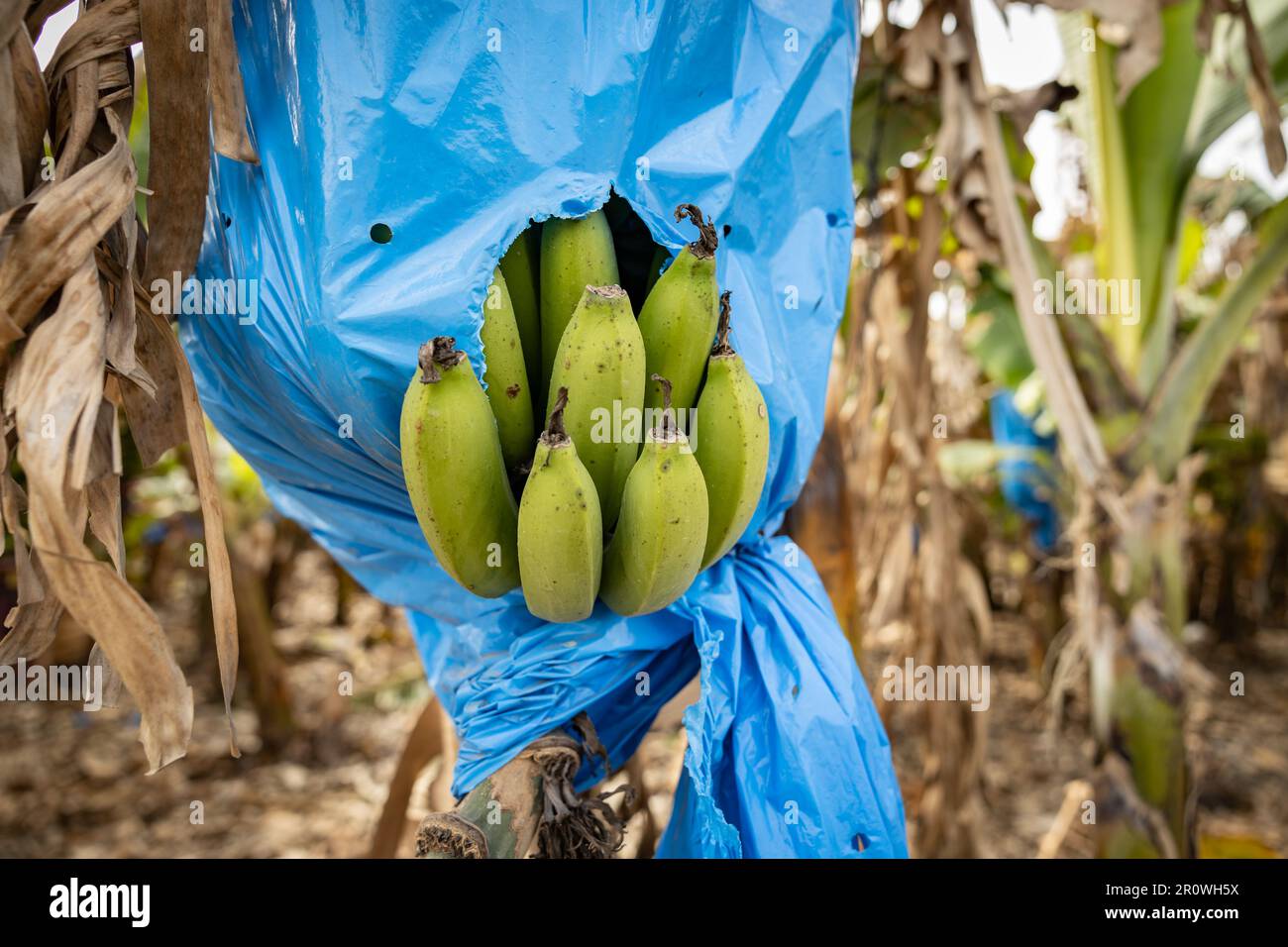 Banana bunches, covered with blue nylon bags for protection, in a