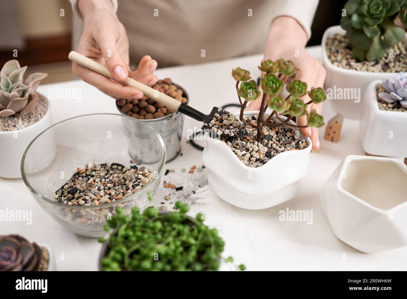 Woman adding soil into pot with Aeonium house while planting potting