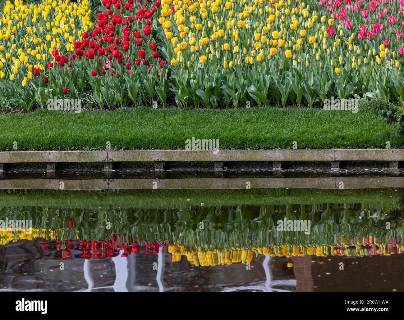 Colorful tulips in the Keukenhof Garden in Lisse, Holland, Netherlands ...