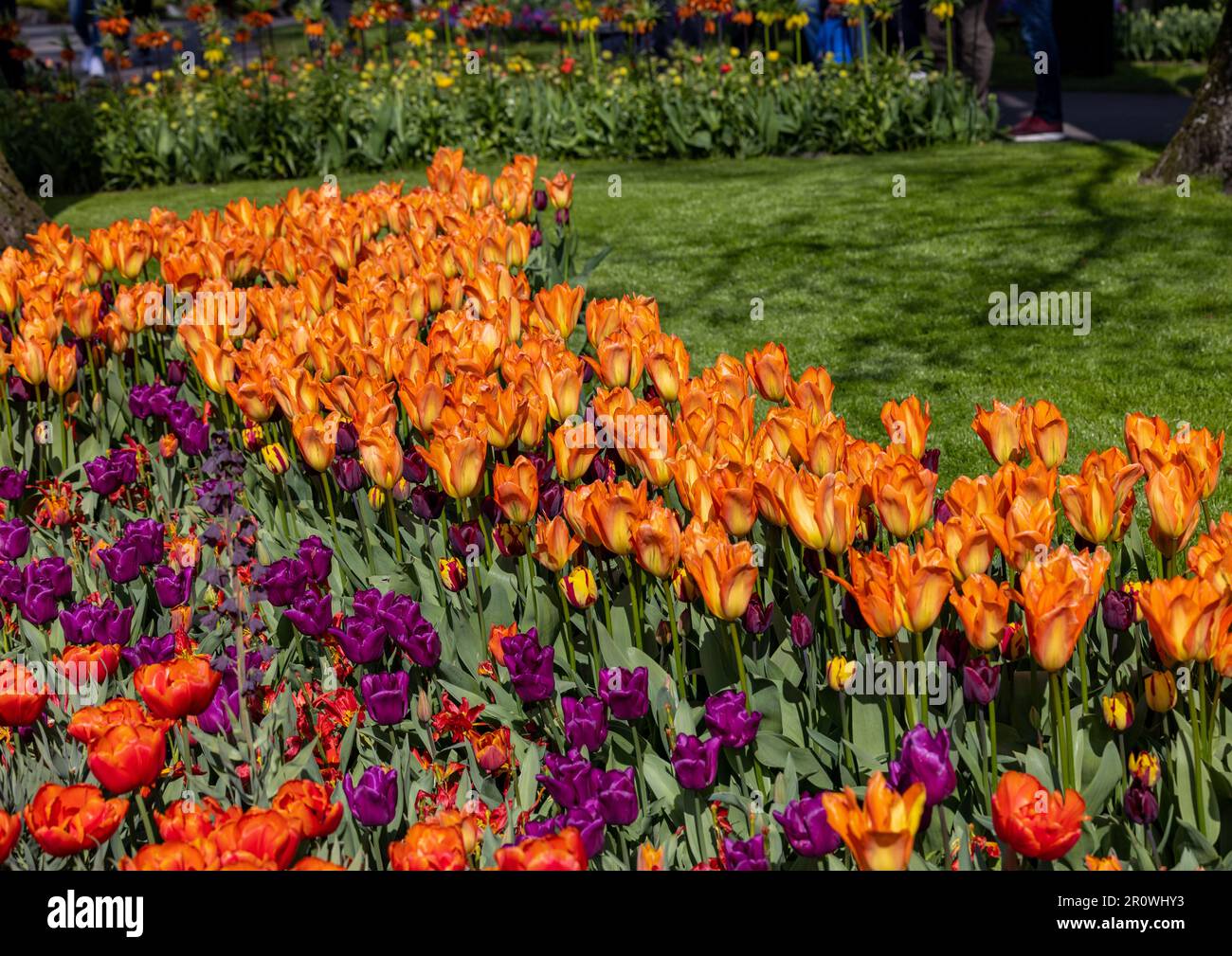 Colorful tulips in the Keukenhof Garden in Lisse, Holland, Netherlands ...