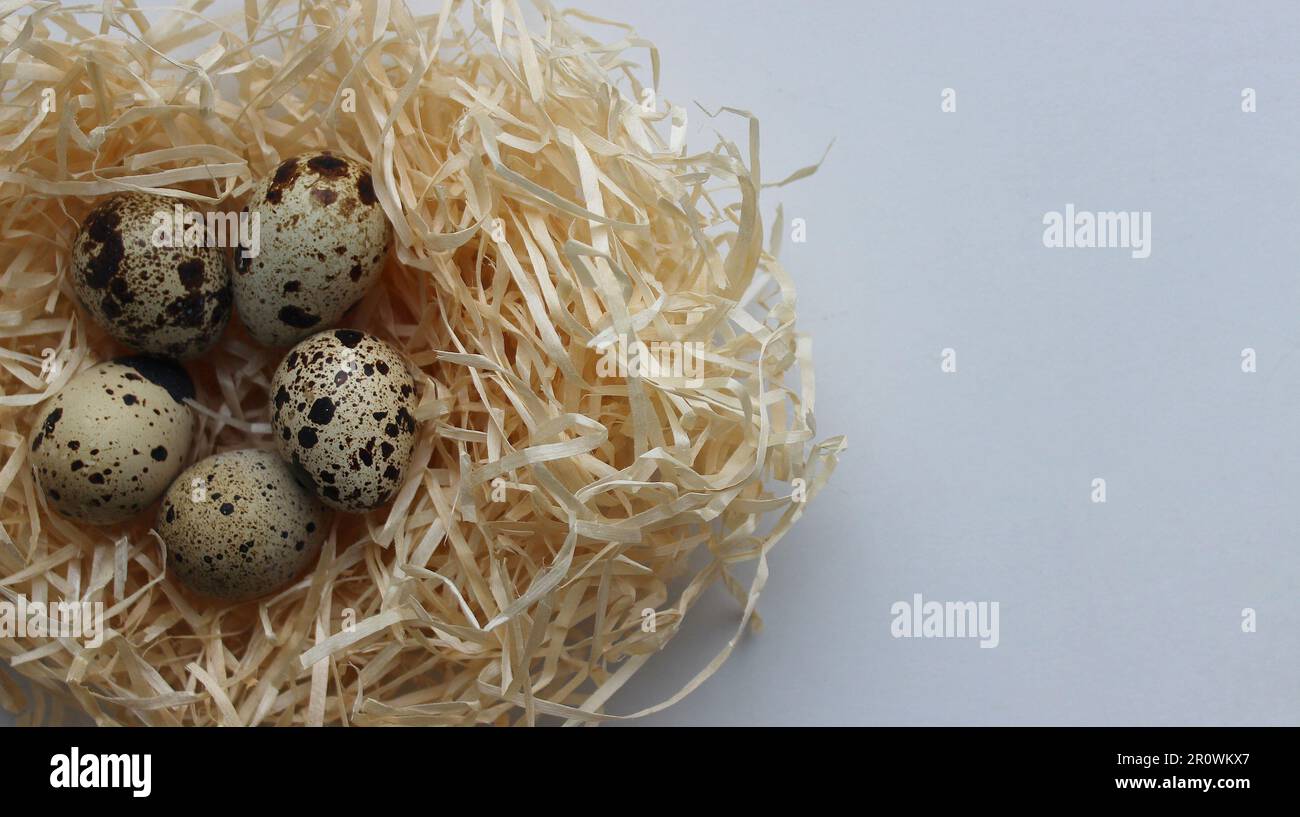 Concept For Postcard Or Wallpaper With Quail Eggs In A Straw Nest On A White Background On A Side Of Image Stock Photo
