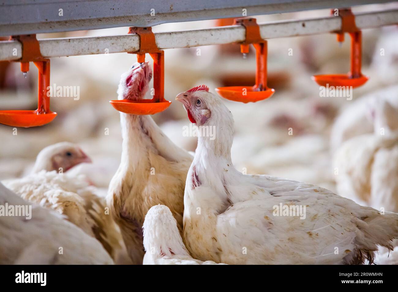 Young chicken drinking water in coop. Stock Photo