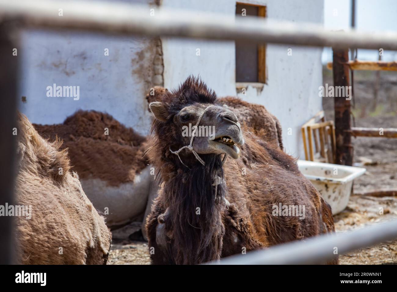 Group of camels on farm in Kazakhstan Stock Photo