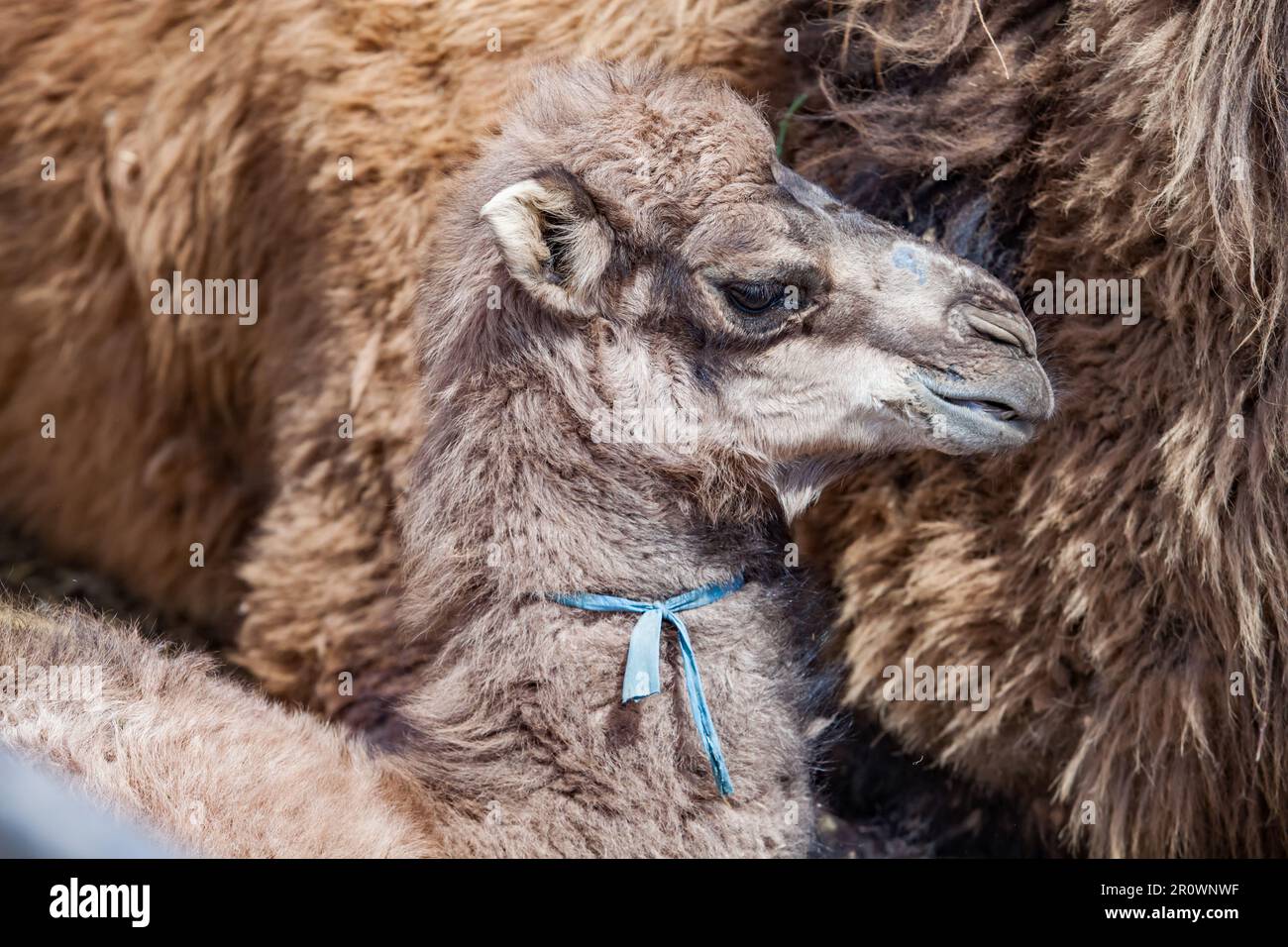 Baby camel close-up photo. Farm in Kazakhstan Stock Photo