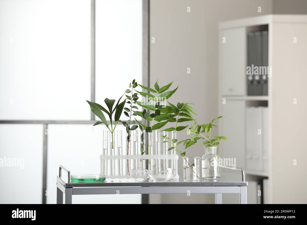 Test tubes with liquid and plants on metal table in laboratory Stock ...