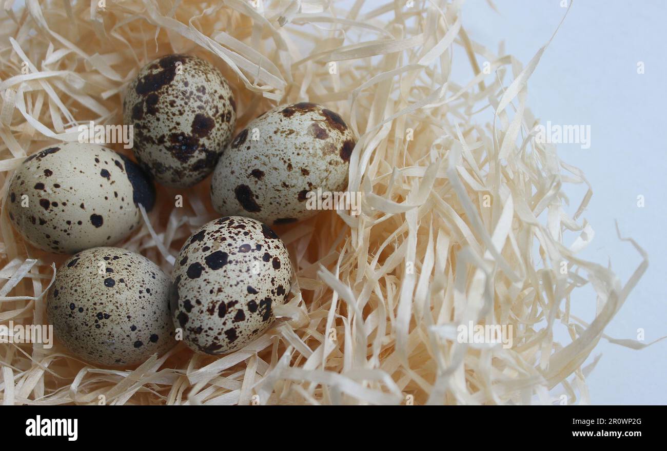 Stock Photo Of Five Birds Eggs With Spots In A Nest Isolated On White Stock Photo