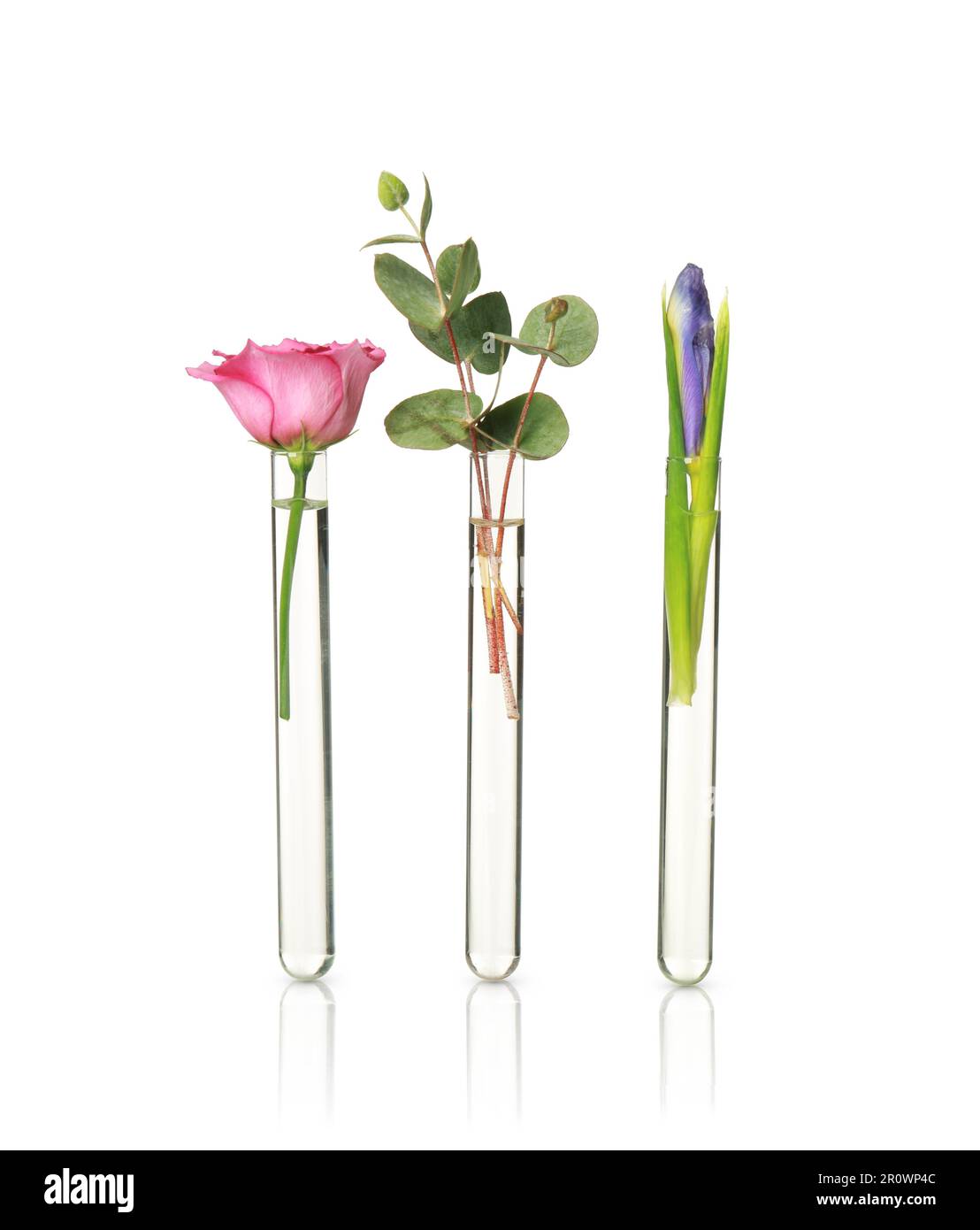 Different plants in test tubes on white background Stock Photo