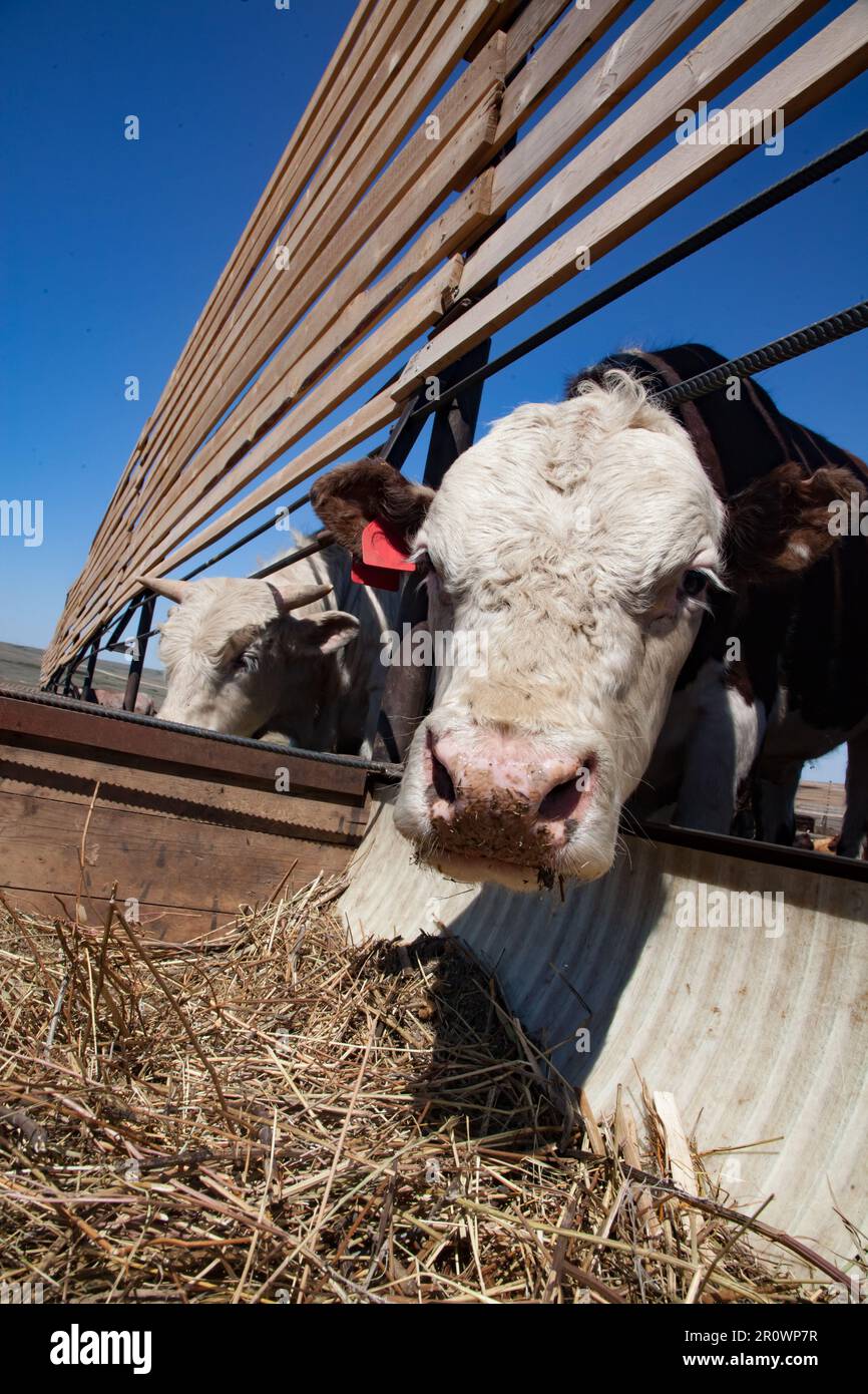 Feeding milk cows on farm Stock Photo - Alamy