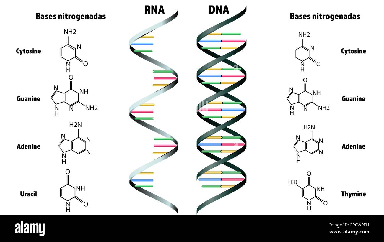 RNA and DNA structure on white background. Illustration Stock Photo Alamy