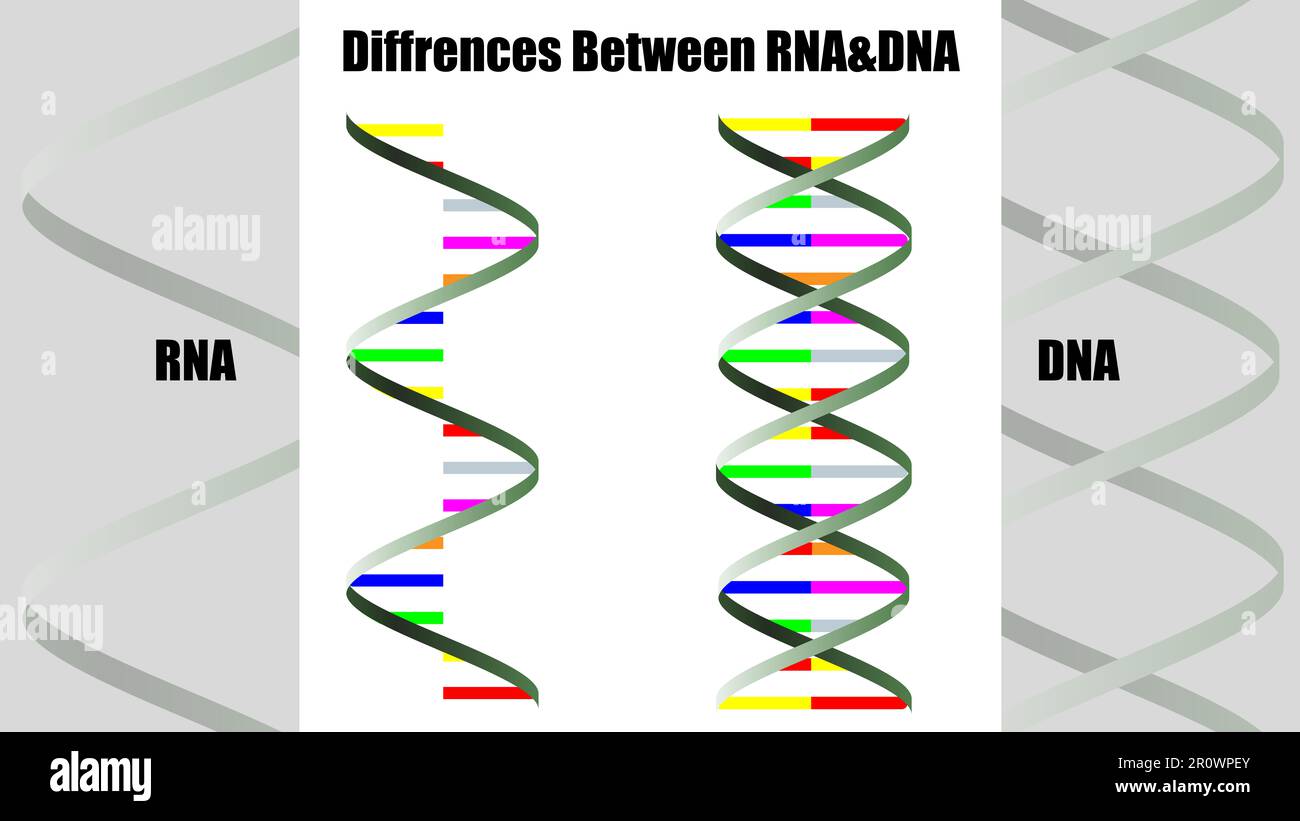 Differences Between Dna And Rna