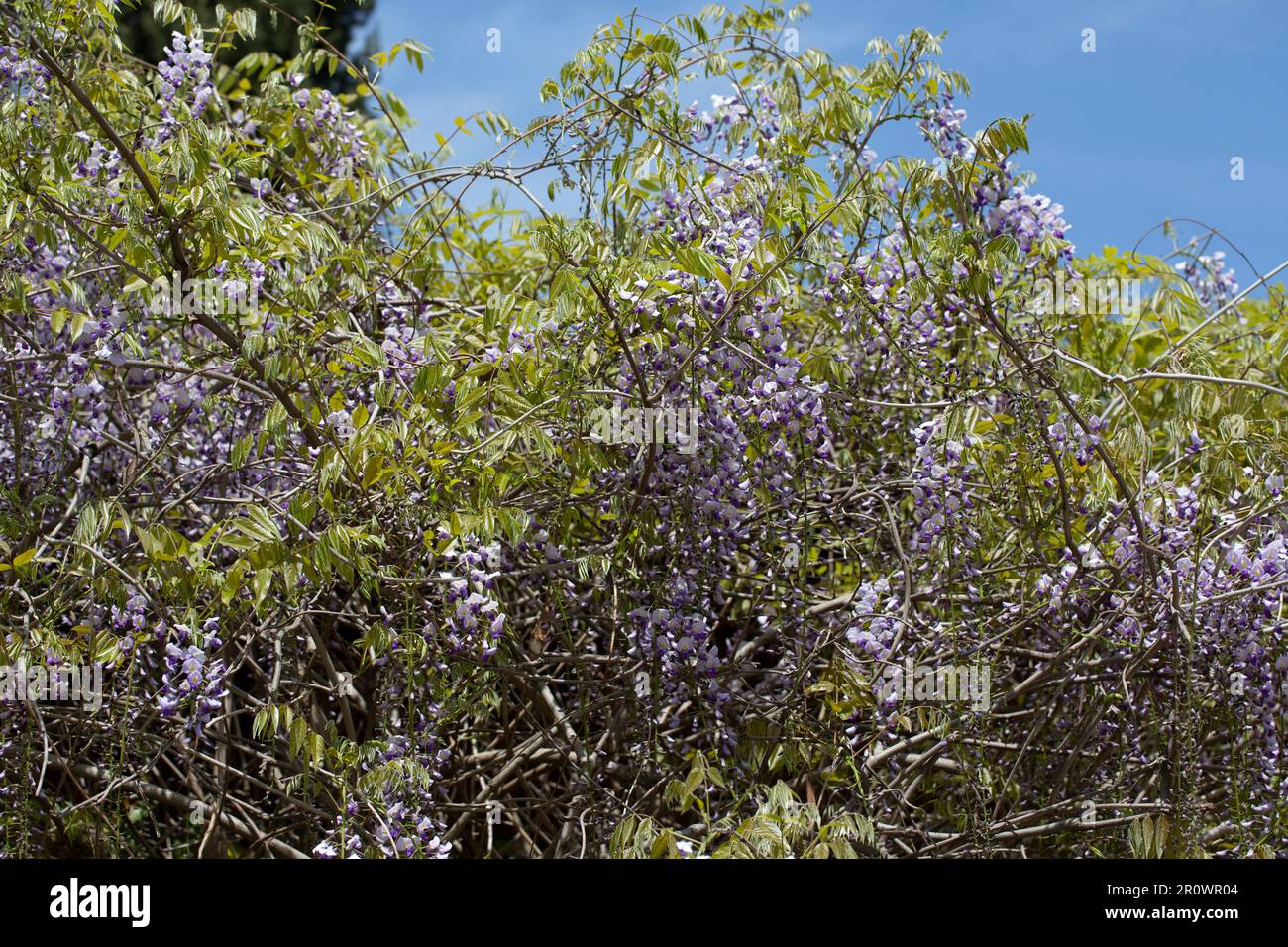 Blooming violet Wisteria Sinensis. Beautiful Prolific tree with scented classic purple flowers in hanging racemes. Blue Chinese wisteria is a species Stock Photo