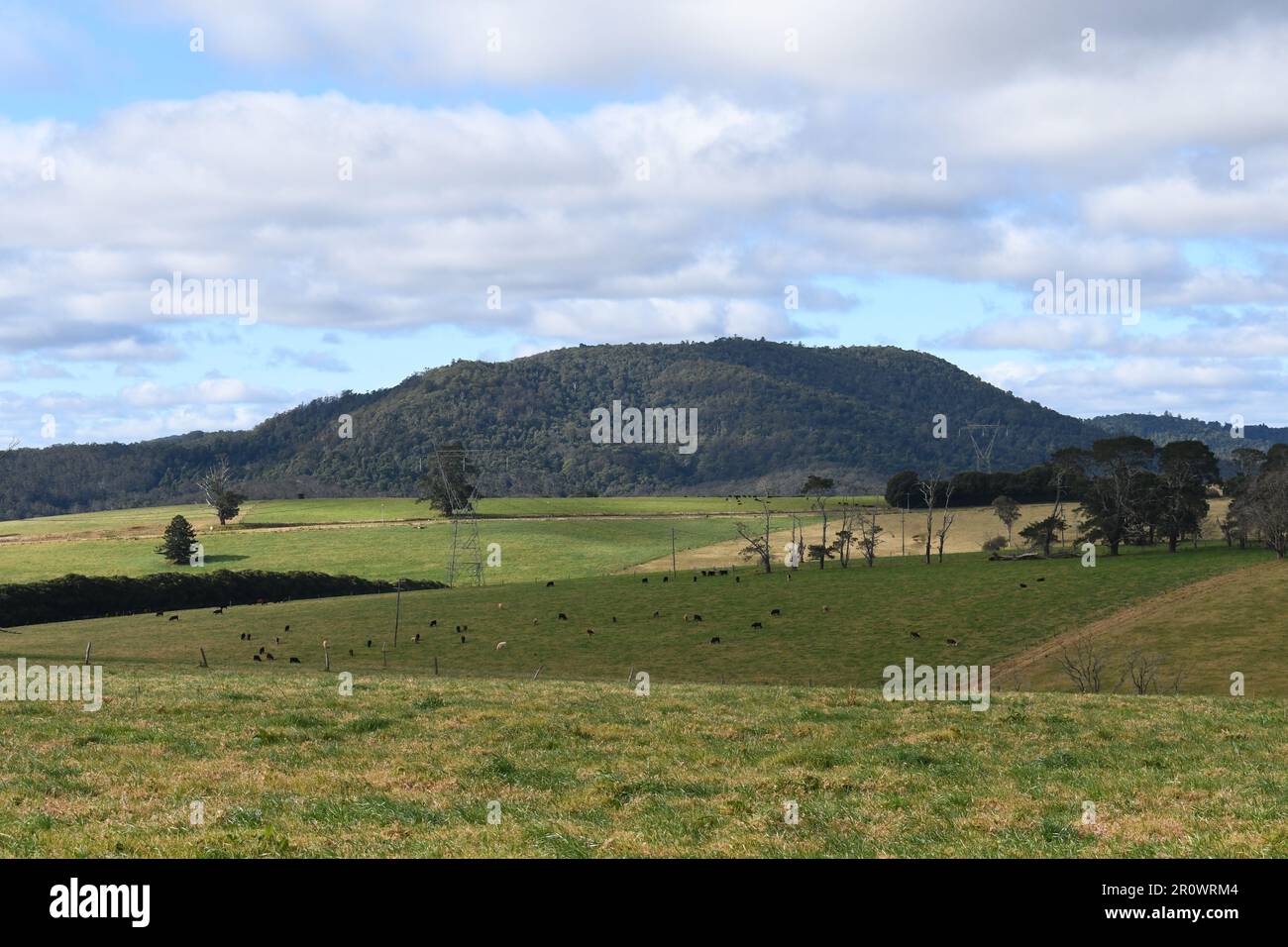 Rural Australian Farmland in rolling mountains with great panoramic view having cows in the meadows and mountains at backdrop at Dorrigo, NSW Stock Photo