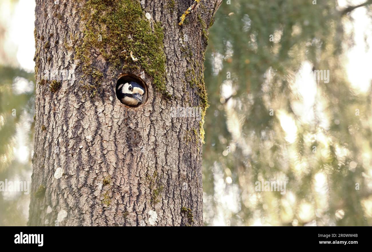 A woodpecker peeks out of its nest hole Stock Photo