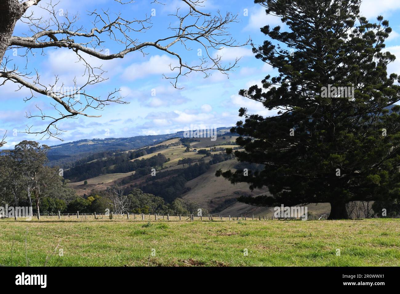 Panoramic grazing field from the rural Australian town Dorrigo, NSW: rolling mountains green fields blue hills rich pasture of Australia. Stock Photo