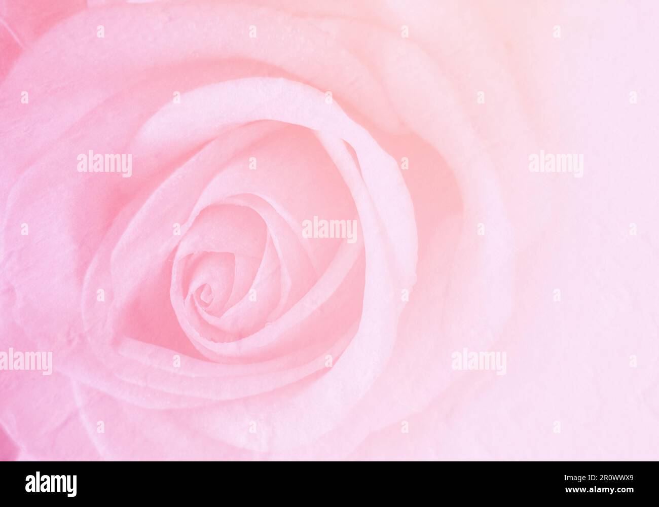 Invitation card with blurred rose Pastel colors. Wedding card template