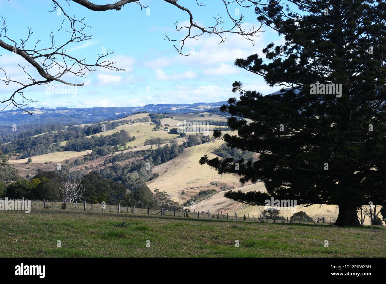 Panoramic grazing field from the rural Australian town Dorrigo, NSW: rolling mountains green fields blue hills rich pasture of Australia. Stock Photo