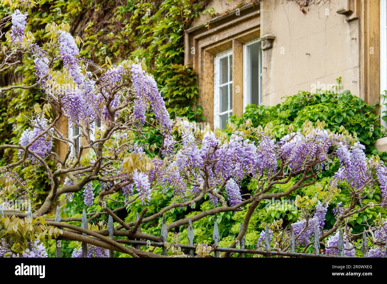 A wisteria plant in full bloom on the garden fence of Sidney Sussex
