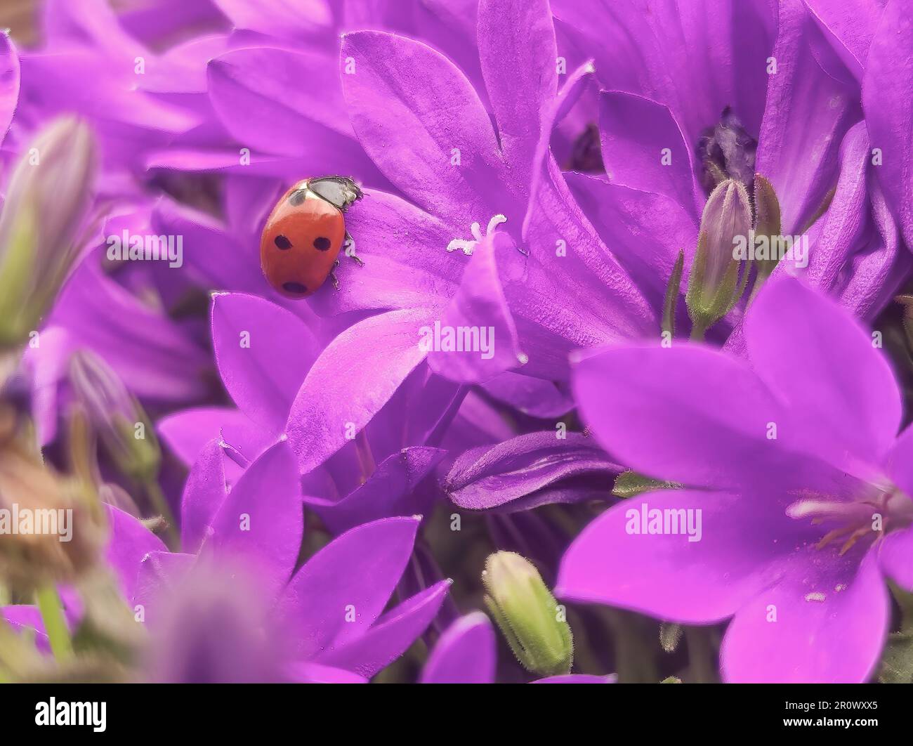 Love Bug on a purple plant. Stock Photo