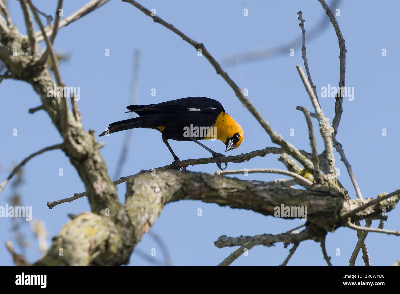 The yellow-headed blackbird (Xanthocephalus xanthocephalus) in Wisconsin state conservation area Stock Photo