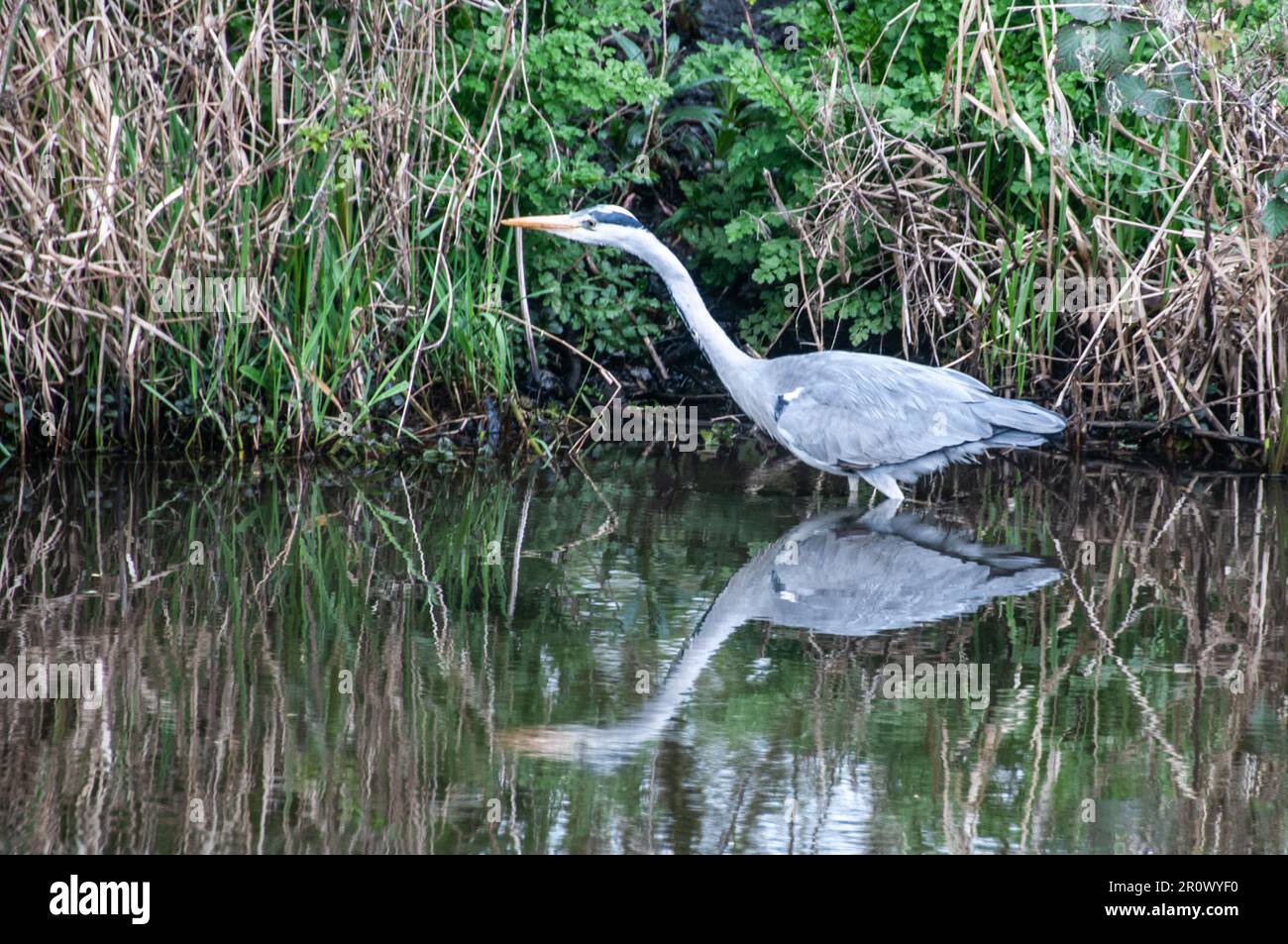 Around the UK - Grey Heron on the Leeds to Liverpool Canal Stock Photo