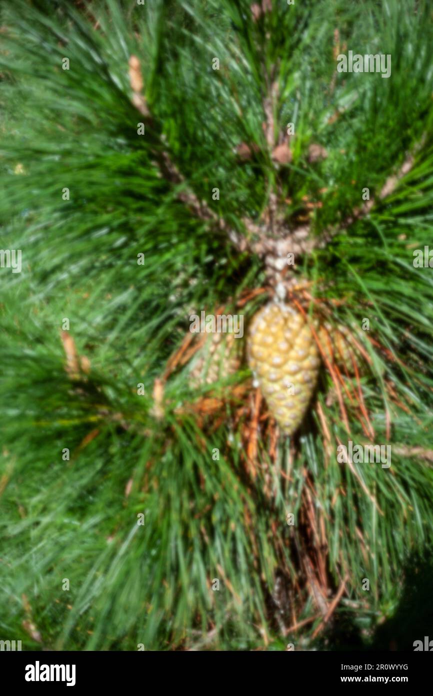 Pinhole Photography Nature Series.New, Age-defying, digital age, stand-out, high resolution, close-up pinhole image of pine needles and cones Stock Photo