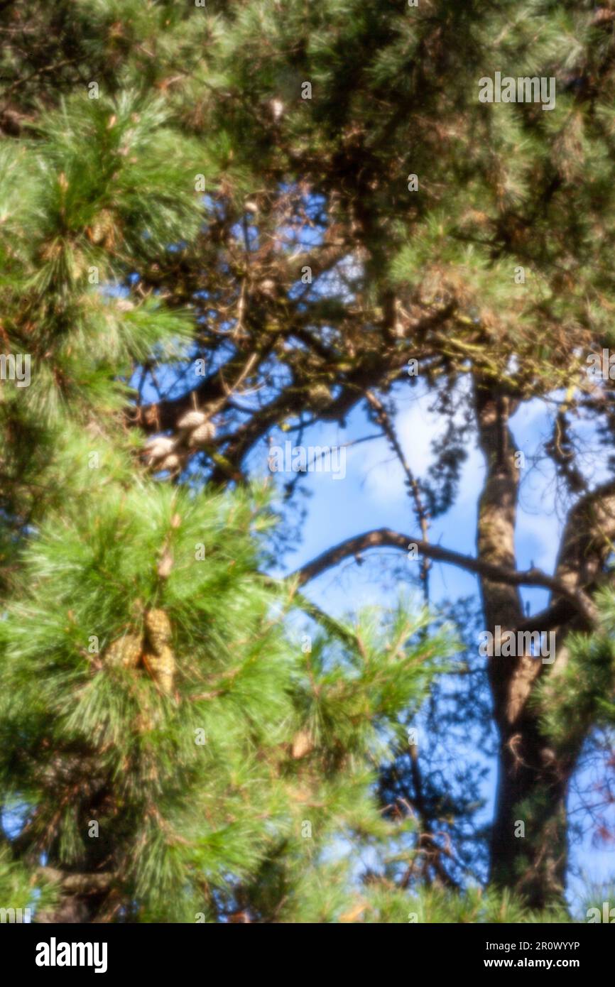 Pinhole Photography Nature Series.New, Age-defying, digital age, stand-out, high resolution, close-up pinhole image of pine needles and cones Stock Photo