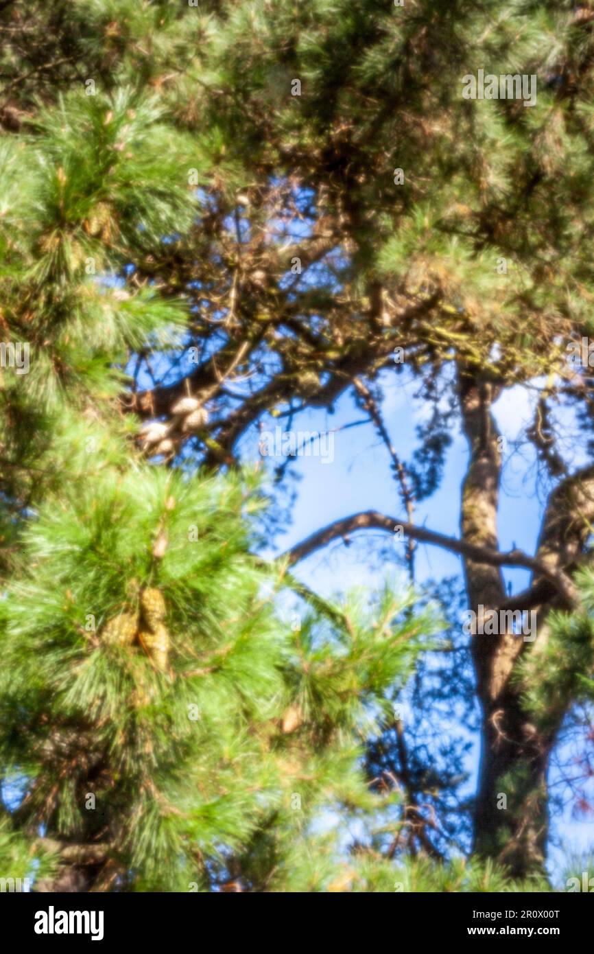 Pinhole Photography Nature Series.New, Age-defying, digital age, stand-out, high resolution, close-up pinhole image of pine needles and cones Stock Photo